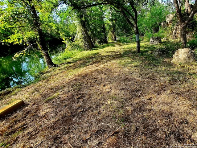 a view of a tree in a yard