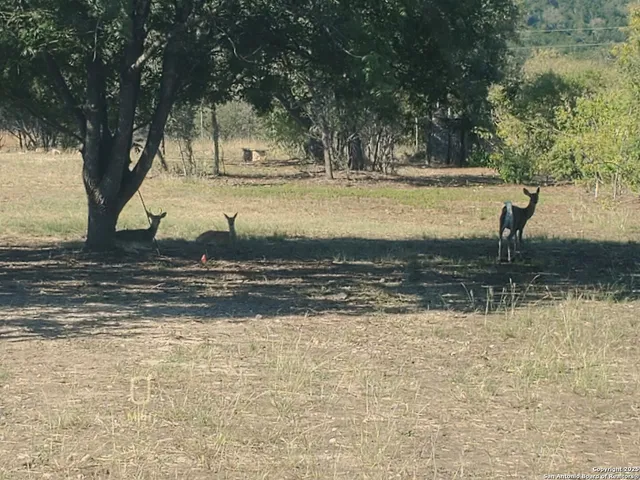 a view of a yard with large trees
