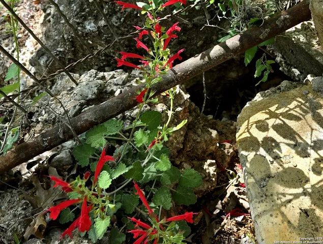 a view of a pathway both side of yard