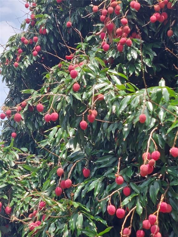 116 Raintree Court Auburndale, FL 33823 - Photo 31 of 45