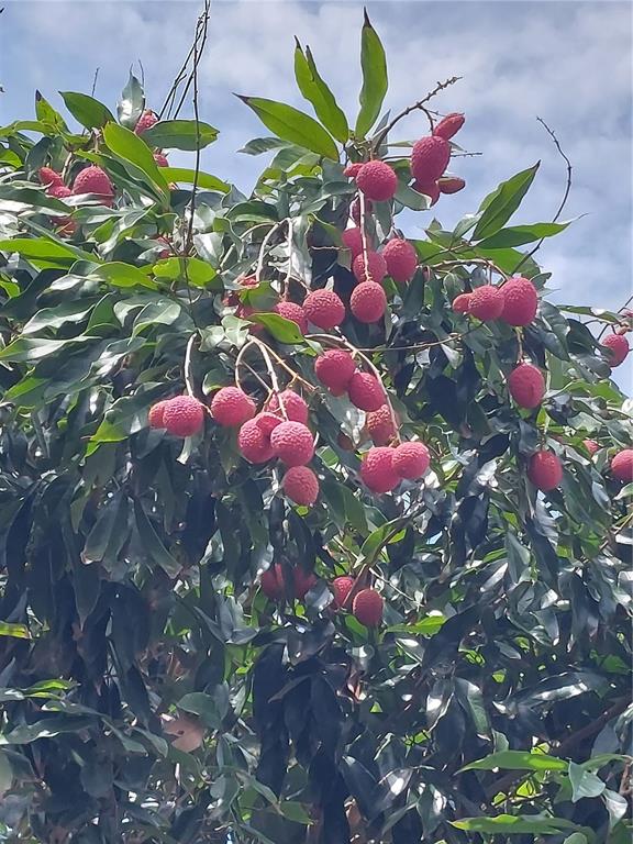 116 Raintree Court Auburndale, FL 33823 - Photo 32 of 45 a view of a flower