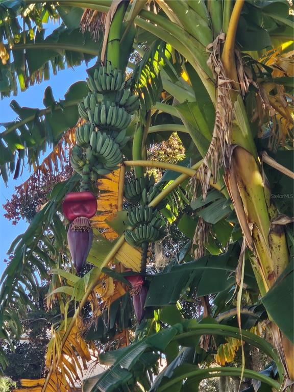 116 Raintree Court Auburndale, FL 33823 - Photo 33 of 45