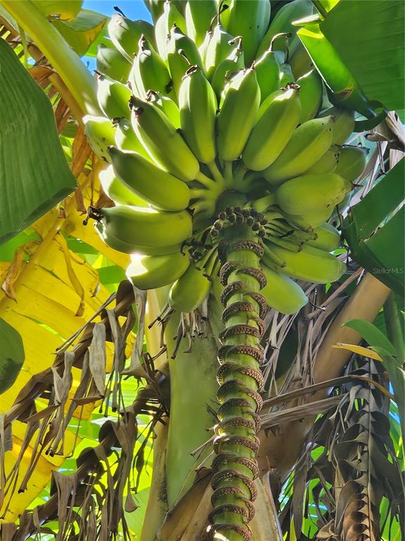 116 Raintree Court Auburndale, FL 33823 - Photo 34 of 45 a view of a tree