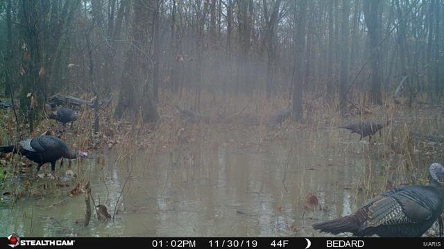 0 Emerald Road Carlyle, IL 62231 - Photo 6 of 17