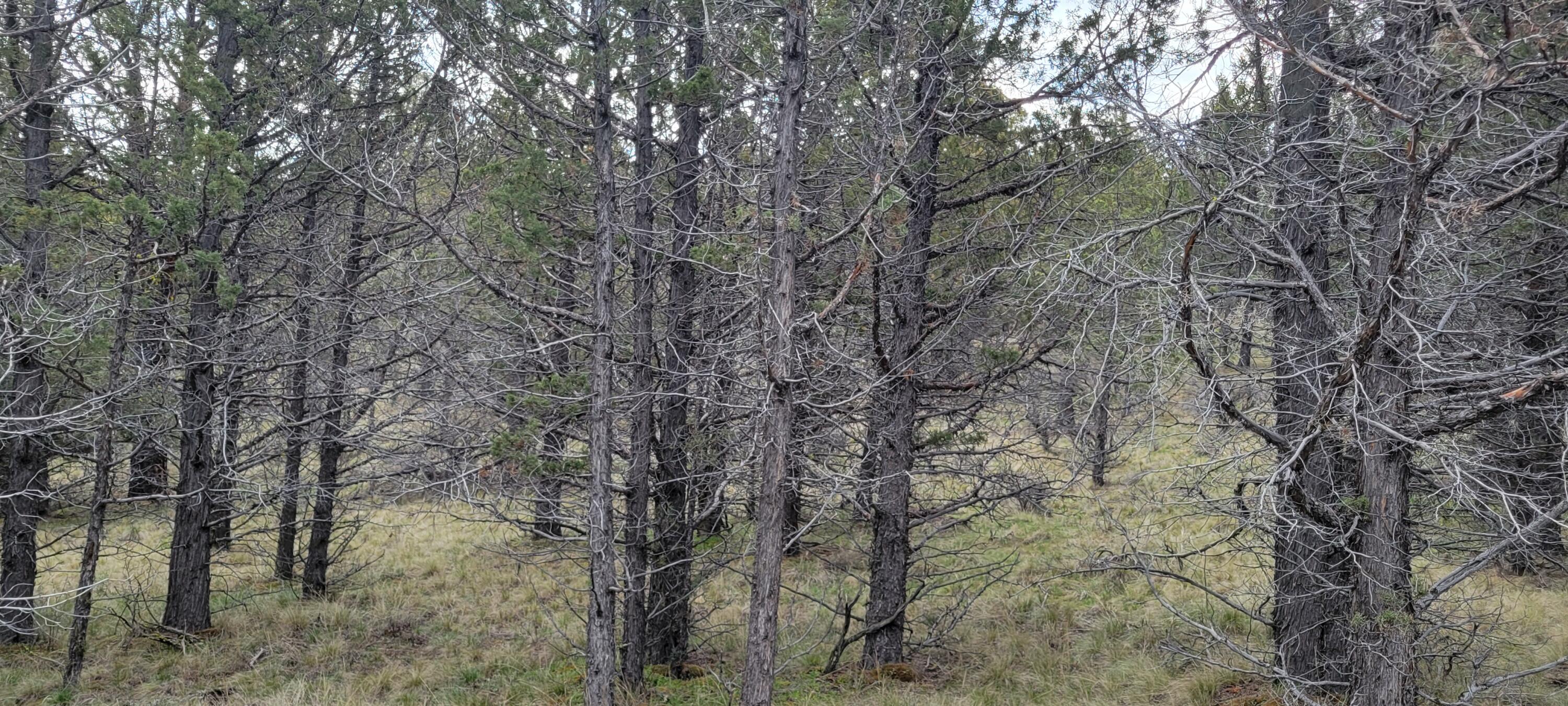 1500 Southeast Osprey Road, Unit 62 Prineville, OR 97754 - Photo 4 of 26 Wooded 02