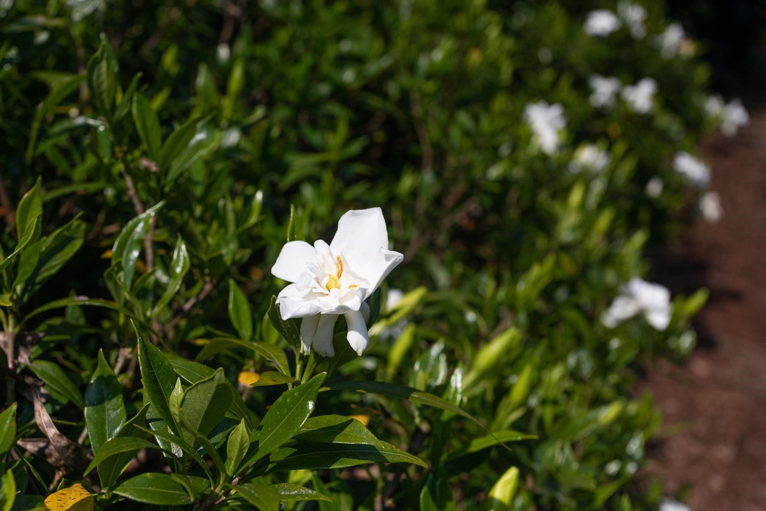 3741 Hope Valley Road Durham, NC 27707 - Photo 53 of 63 Photo 53