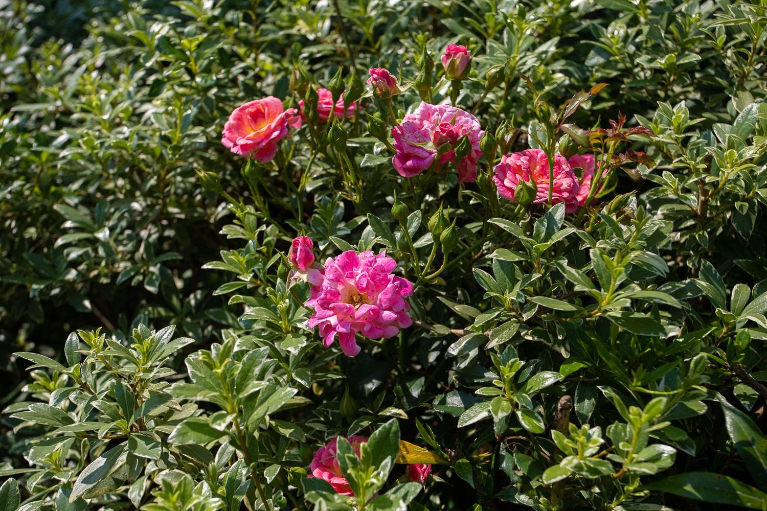 3741 Hope Valley Road Durham, NC 27707 - Photo 55 of 63 Photo 55