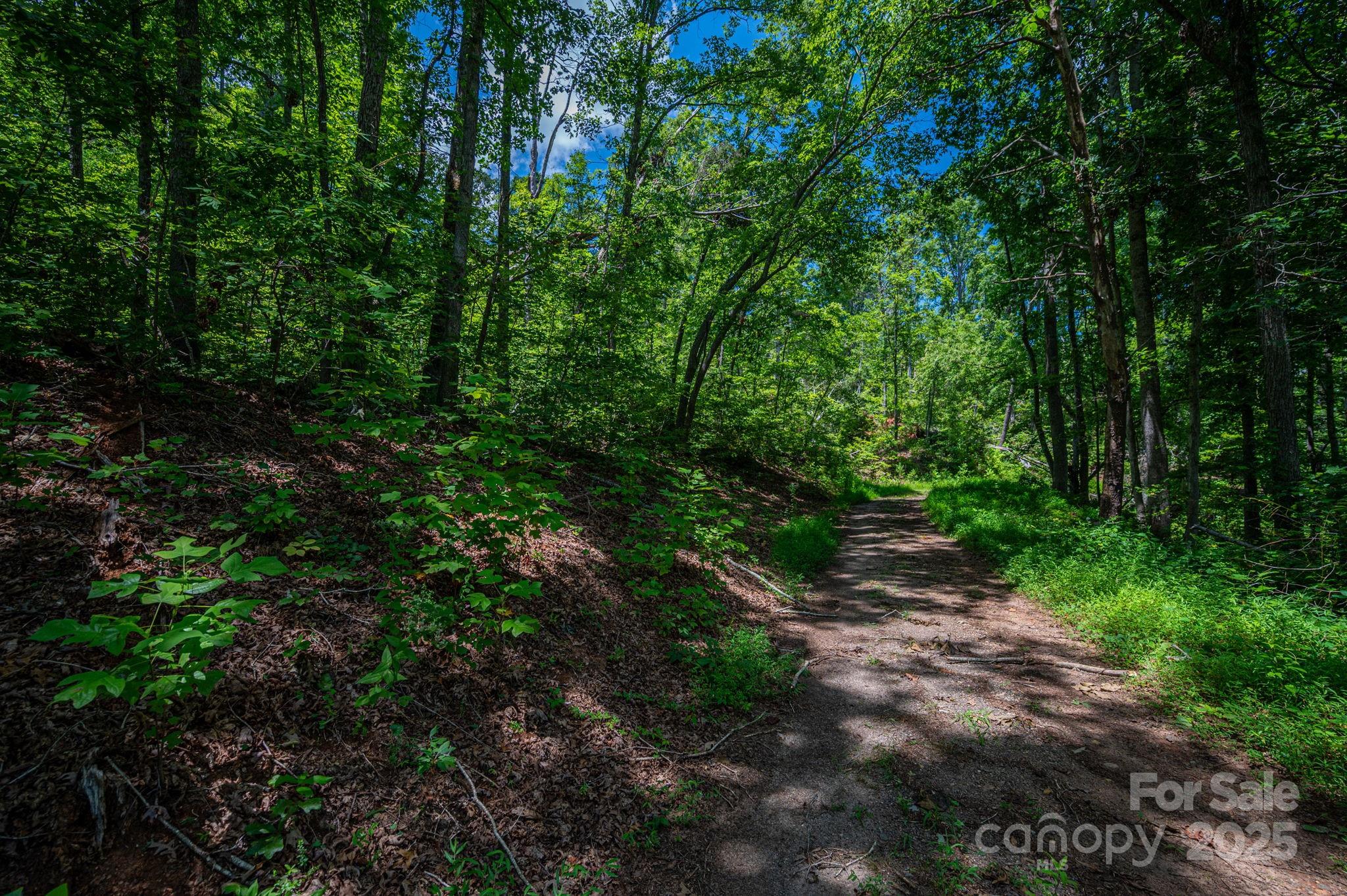 Lot 221 Plantation Drive Rutherfordton, NC 28139 - Photo 2 of 18 a big yard with lots of green space and deers