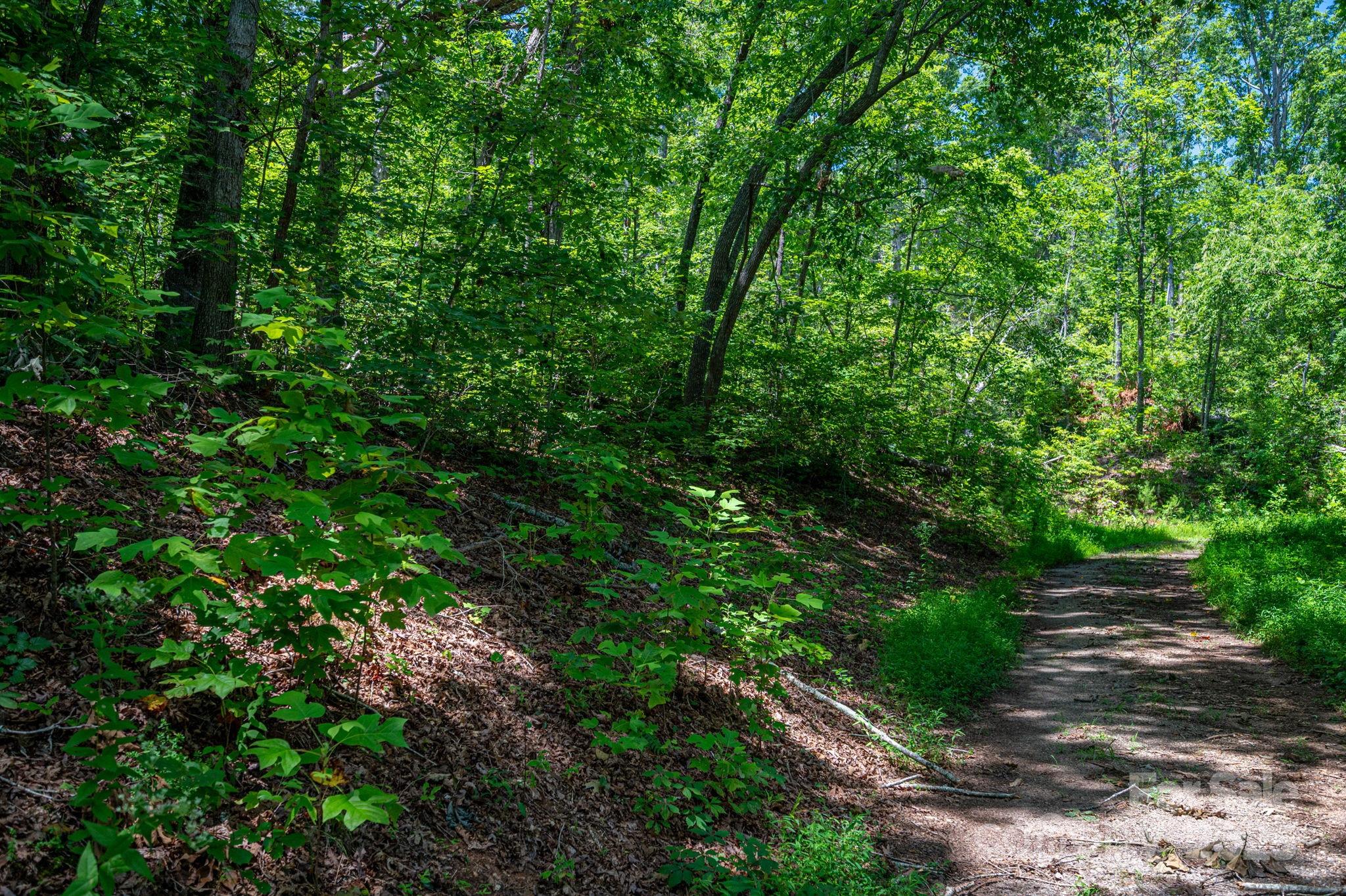 Lot 221 Plantation Drive Rutherfordton, NC 28139 - Photo 3 of 18 a view of a lush green forest
