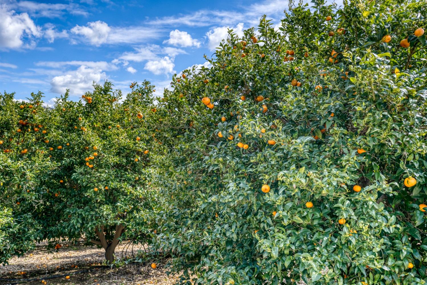 23530 East Kings Canyon Road Reedley, CA 93654 - Photo 13 of 17 Gallery Image 13