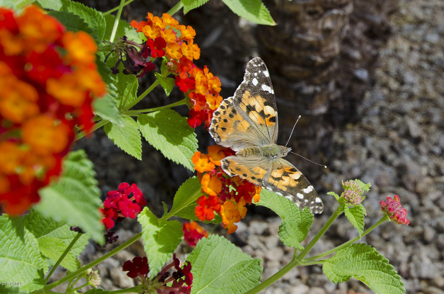 4318 East Folgers Road Phoenix, AZ 85050 - Photo 29 of 31 Butterfly