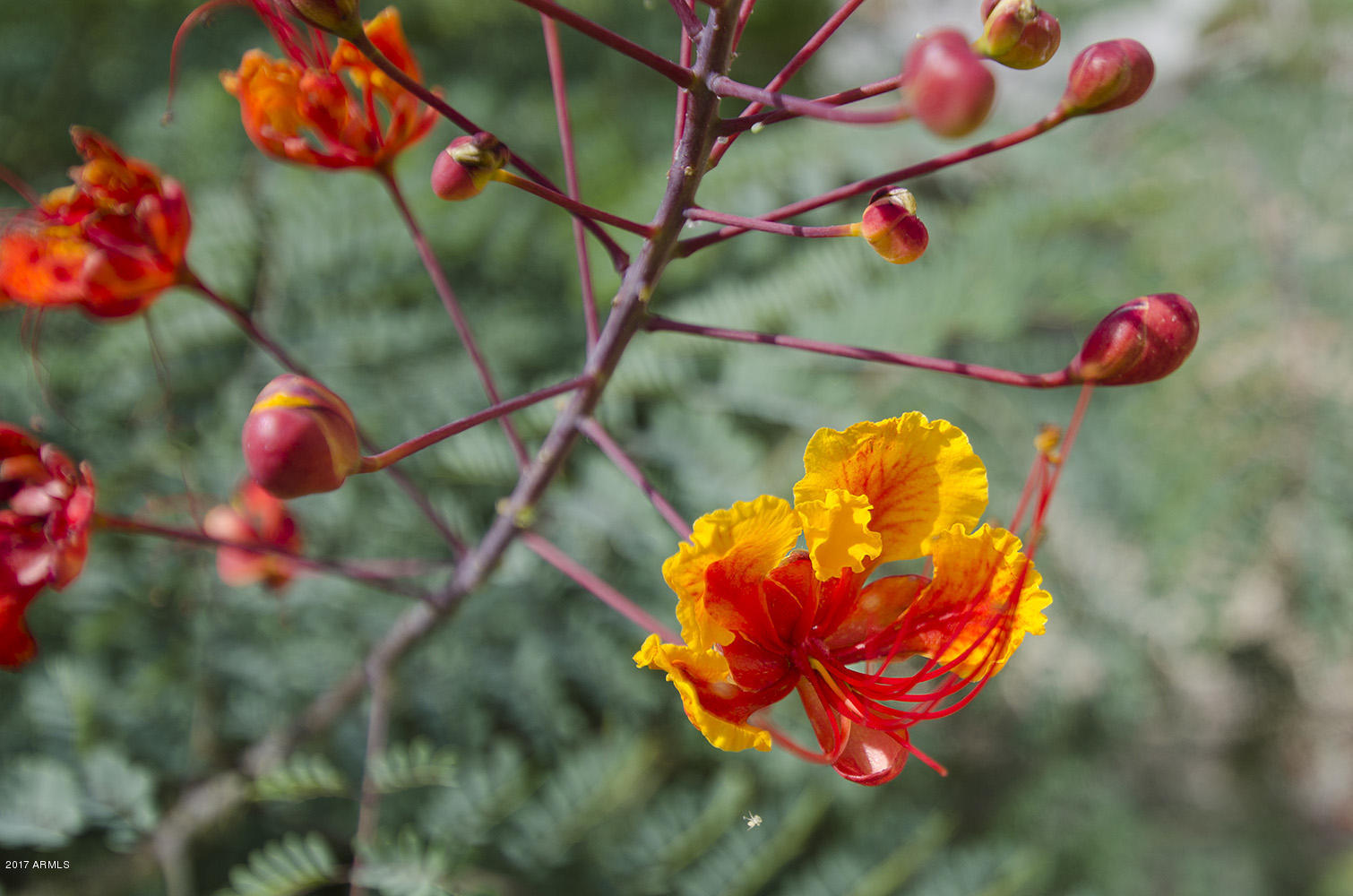 4318 East Folgers Road Phoenix, AZ 85050 - Photo 30 of 31 Flower