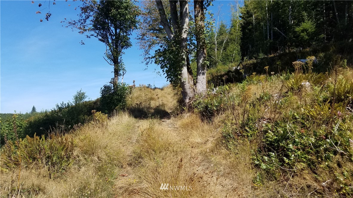 -off Of Rue Creek Road Raymond, WA 98577 - Photo 4 of 16 Gallery Image 4