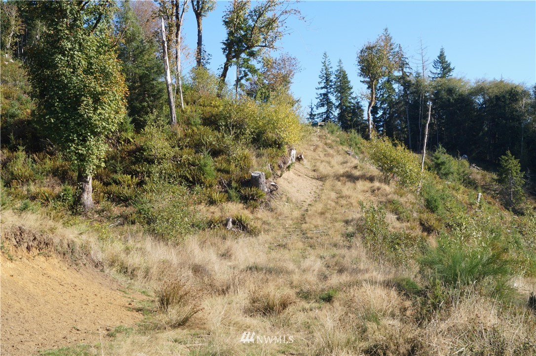 -off Of Rue Creek Road Raymond, WA 98577 - Photo 9 of 16 Gallery Image 9