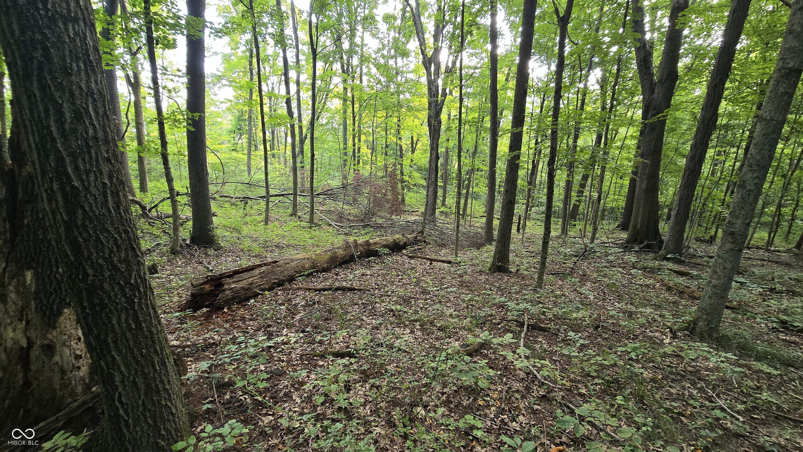 0 Lovers Lane Road West Bennington, IN 47011 - Photo 31 of 45 Gallery Image 31
