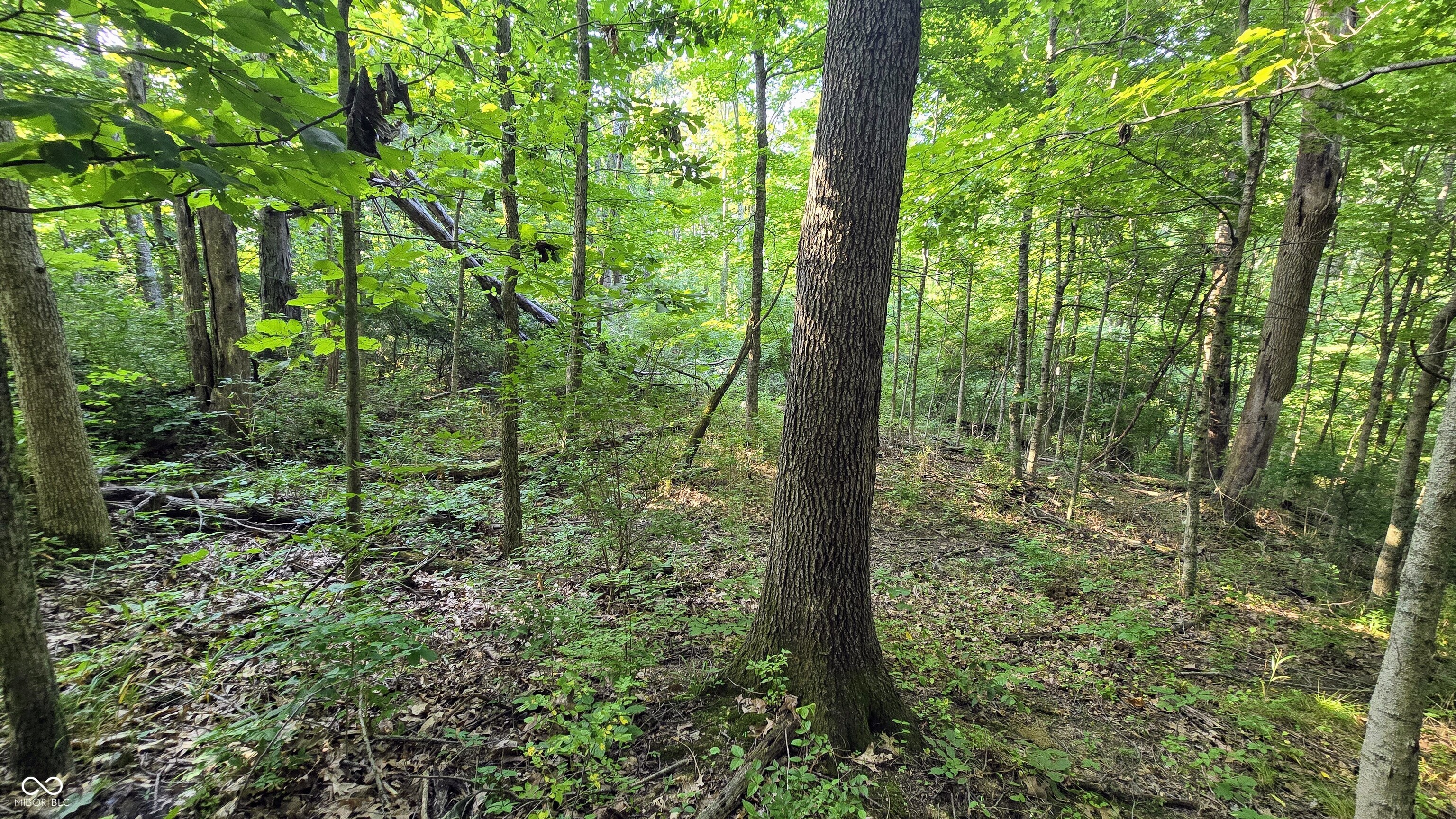 0 Lovers Lane Road West Bennington, IN 47011 - Photo 34 of 45 Gallery Image 34