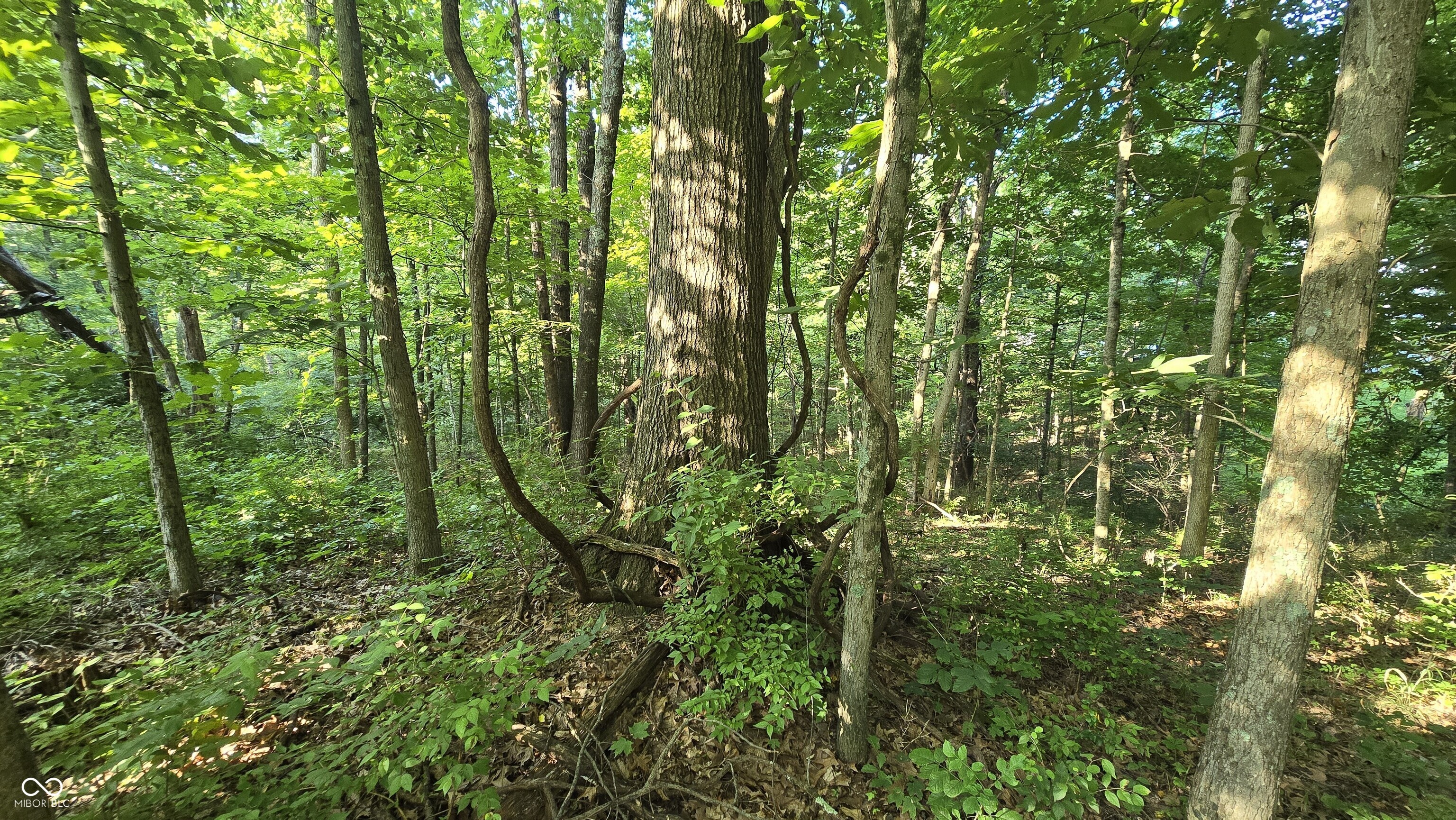 0 Lovers Lane Road West Bennington, IN 47011 - Photo 35 of 45 Gallery Image 35
