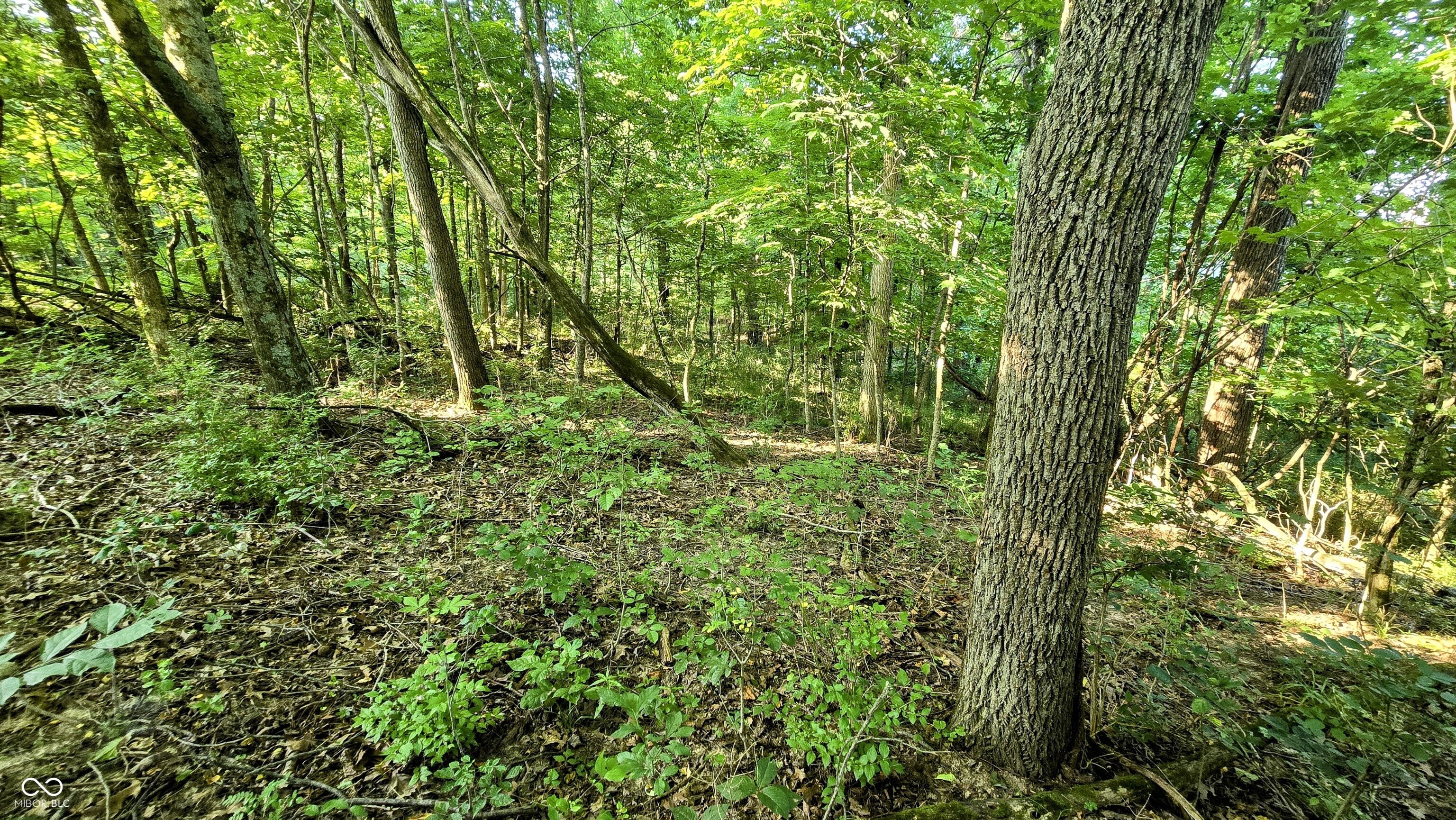 0 Lovers Lane Road West Bennington, IN 47011 - Photo 36 of 45 Gallery Image 36