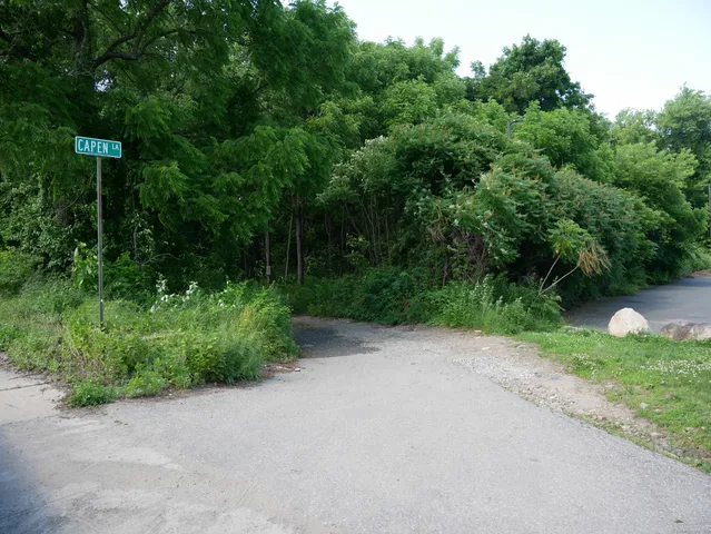 a view of a plants and trees in the background