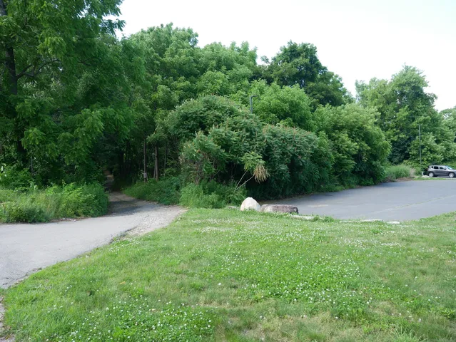 a view of a backyard