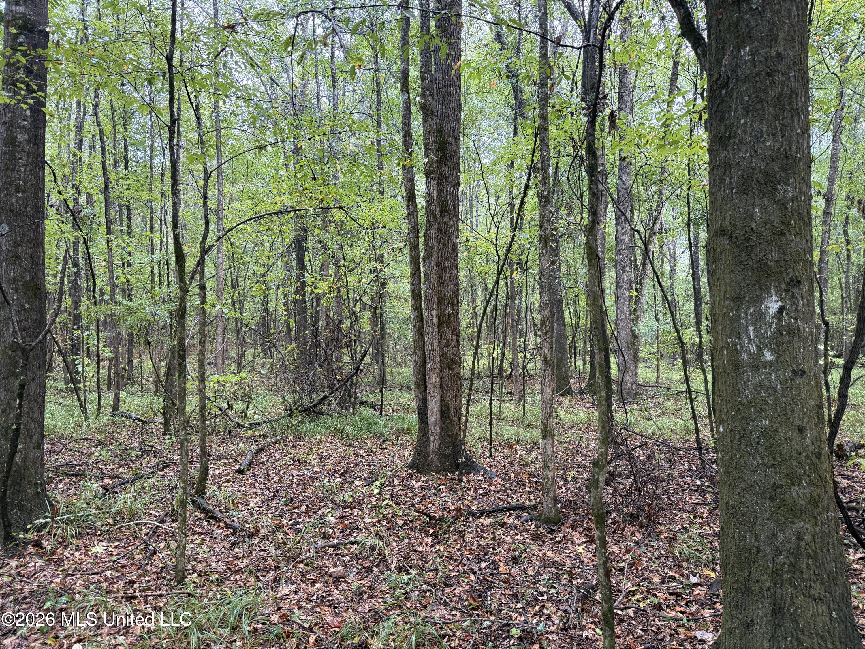 4167 County Road Sallis, MS 39160 - Photo 22 of 38 IMG_8970