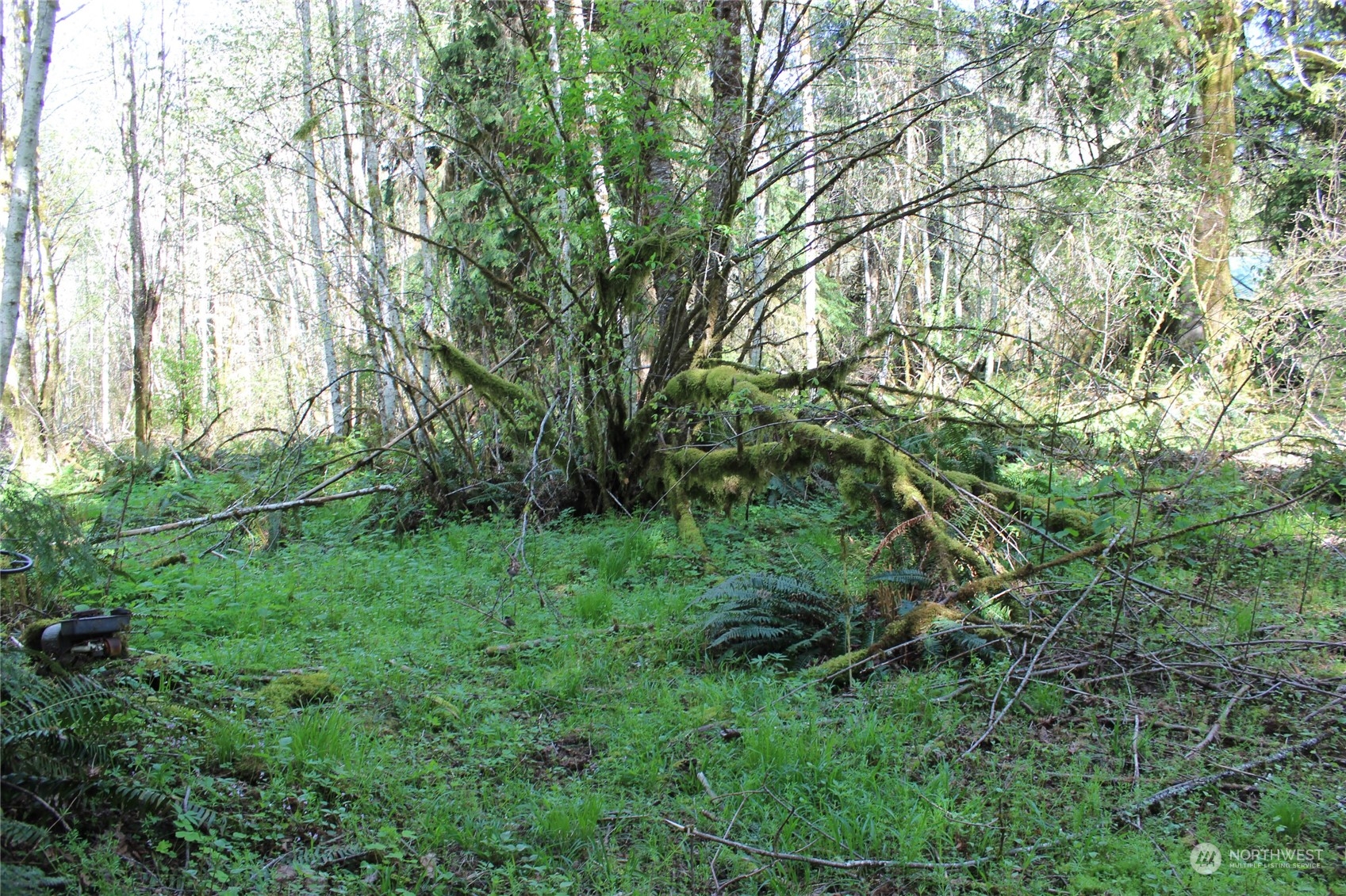 223 Harp Road Oakville, WA 98568 - Photo 22 of 37 a view of a lush green forest