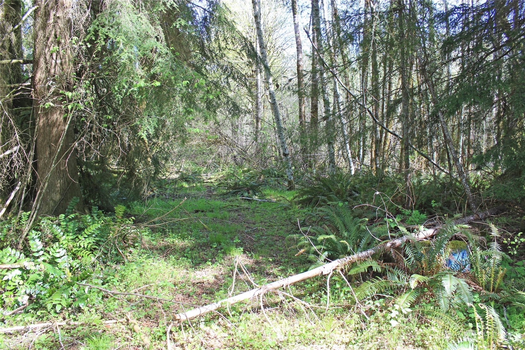 223 Harp Road Oakville, WA 98568 - Photo 23 of 37 a big yard with lots of green space and deers