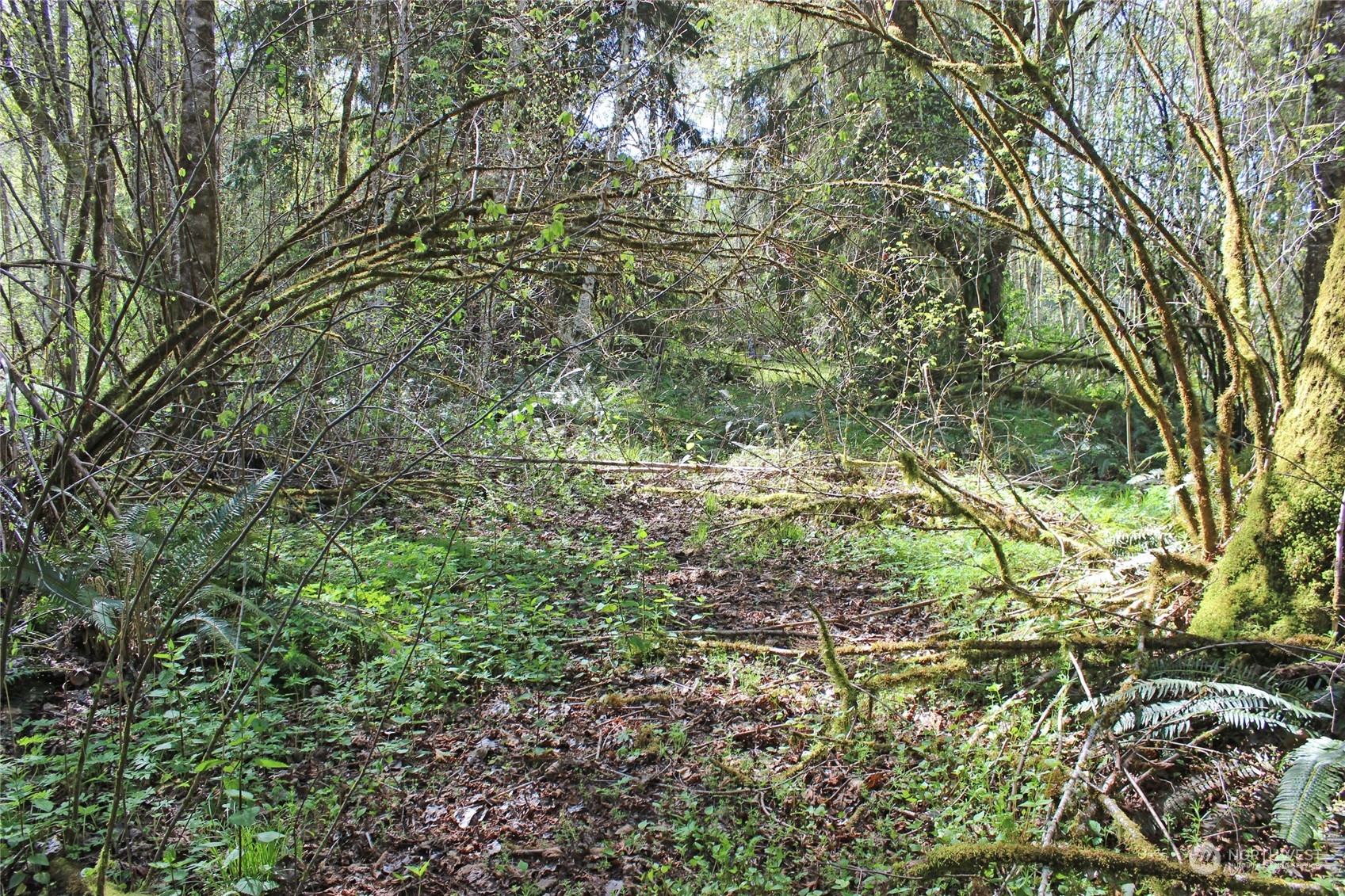 223 Harp Road Oakville, WA 98568 - Photo 9 of 37 a view of a tree in a yard