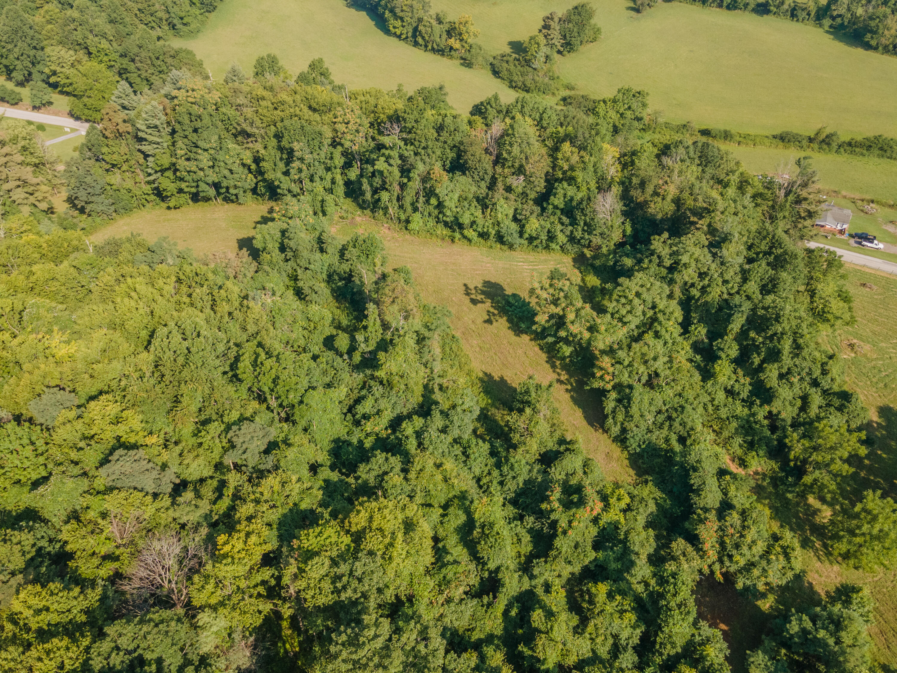 7950 Conner Road Northeast Copper Hill, VA 24079 - Photo 22 of 39 a view of a forest with a yard