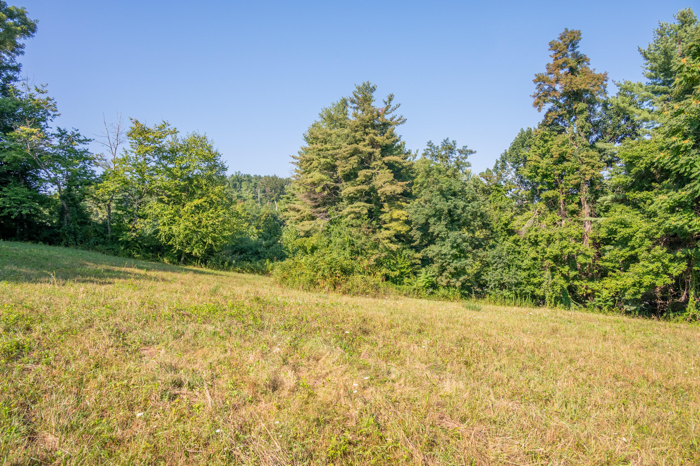 7950 Conner Road Northeast Copper Hill, VA 24079 - Photo 24 of 39 a view of a yard with a tree