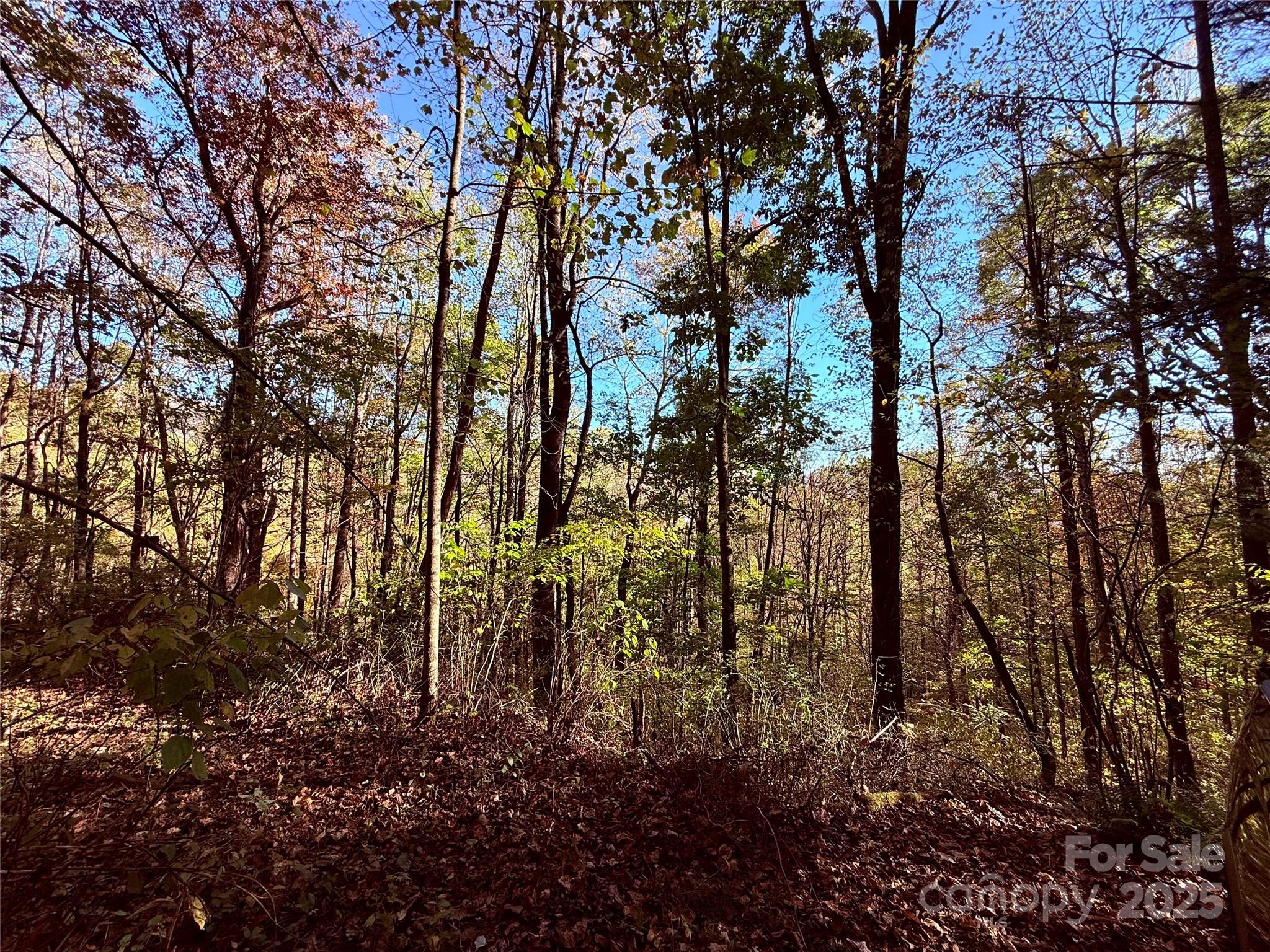 Tbd Happy Ridge Lane Sylva, NC 28779 - Photo 1 of 12 a view of a garden