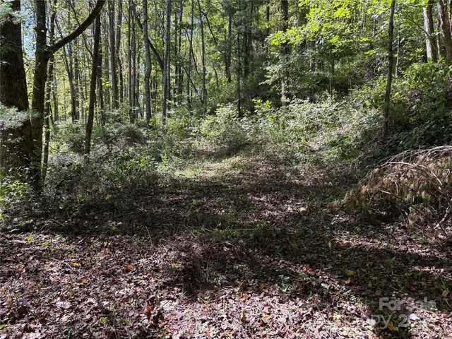 a view of a forest with lots of trees