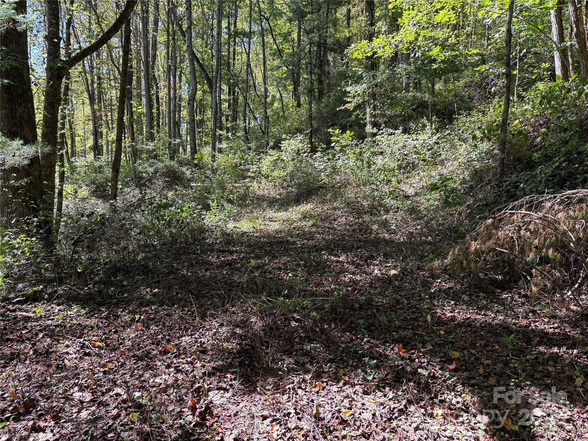 Tbd Happy Ridge Lane Sylva, NC 28779 - Photo 2 of 12 a view of a forest with lots of trees