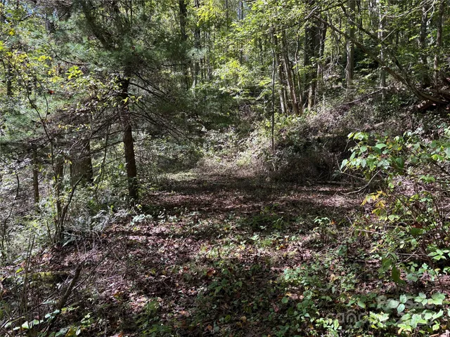a view of a forest with trees