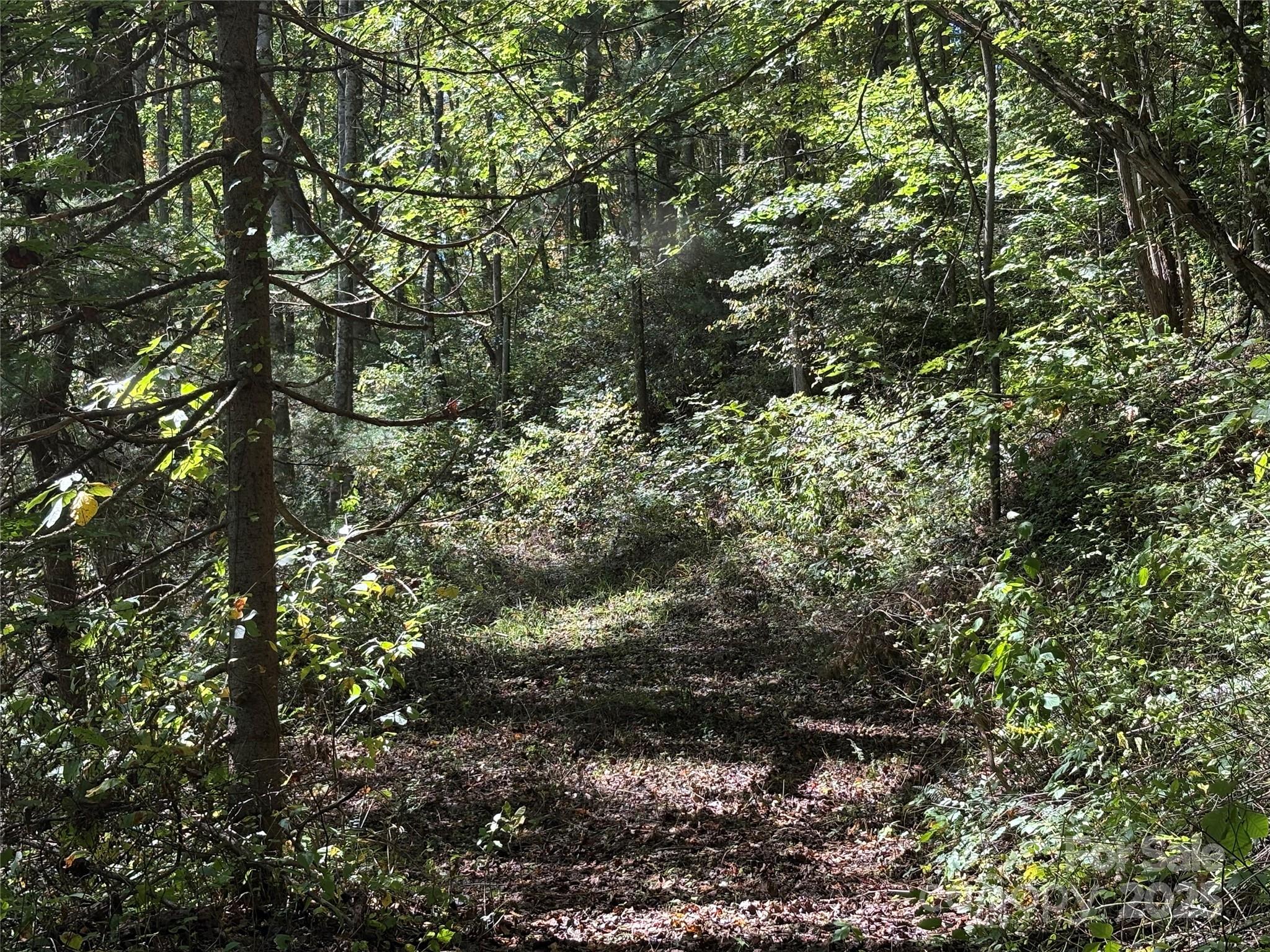 Tbd Happy Ridge Lane Sylva, NC 28779 - Photo 6 of 12 a view of a tree in a yard
