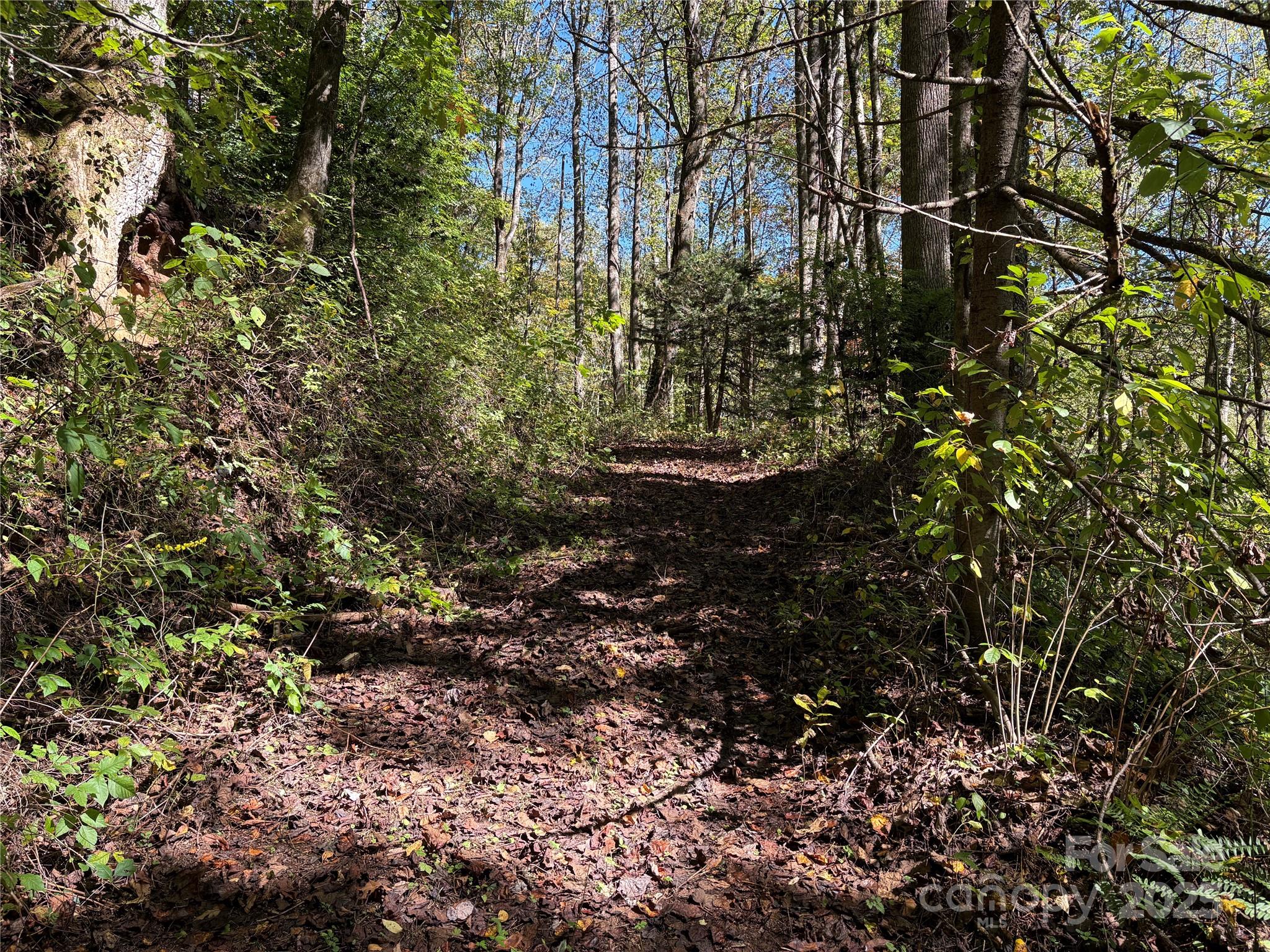 Tbd Happy Ridge Lane Sylva, NC 28779 - Photo 7 of 12 a view of a forest