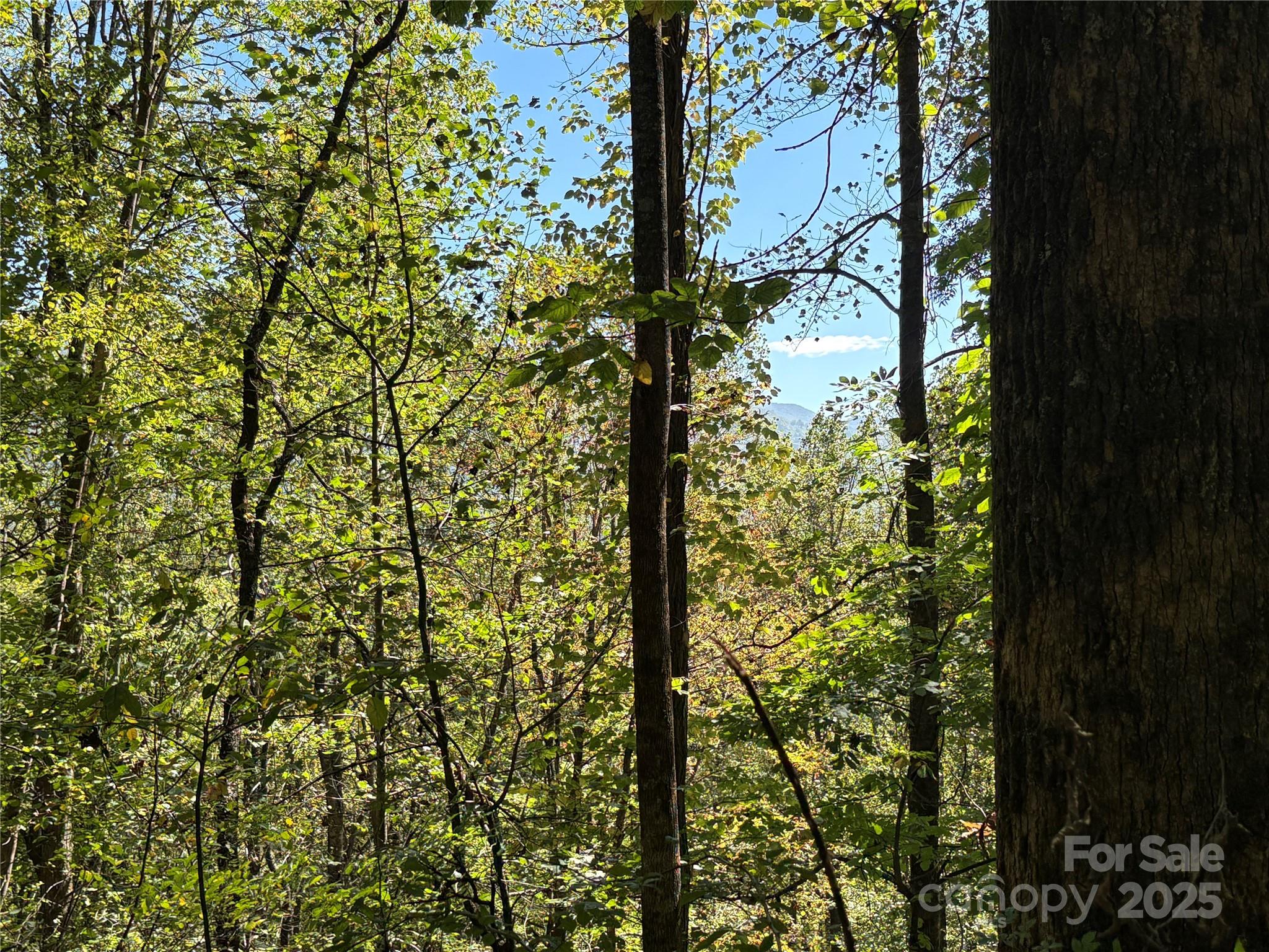 Tbd Happy Ridge Lane Sylva, NC 28779 - Photo 9 of 12 a view of a yard