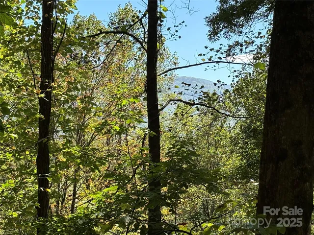 a view of a plant in a garden