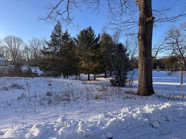 a view of a tree in the middle of a yard
