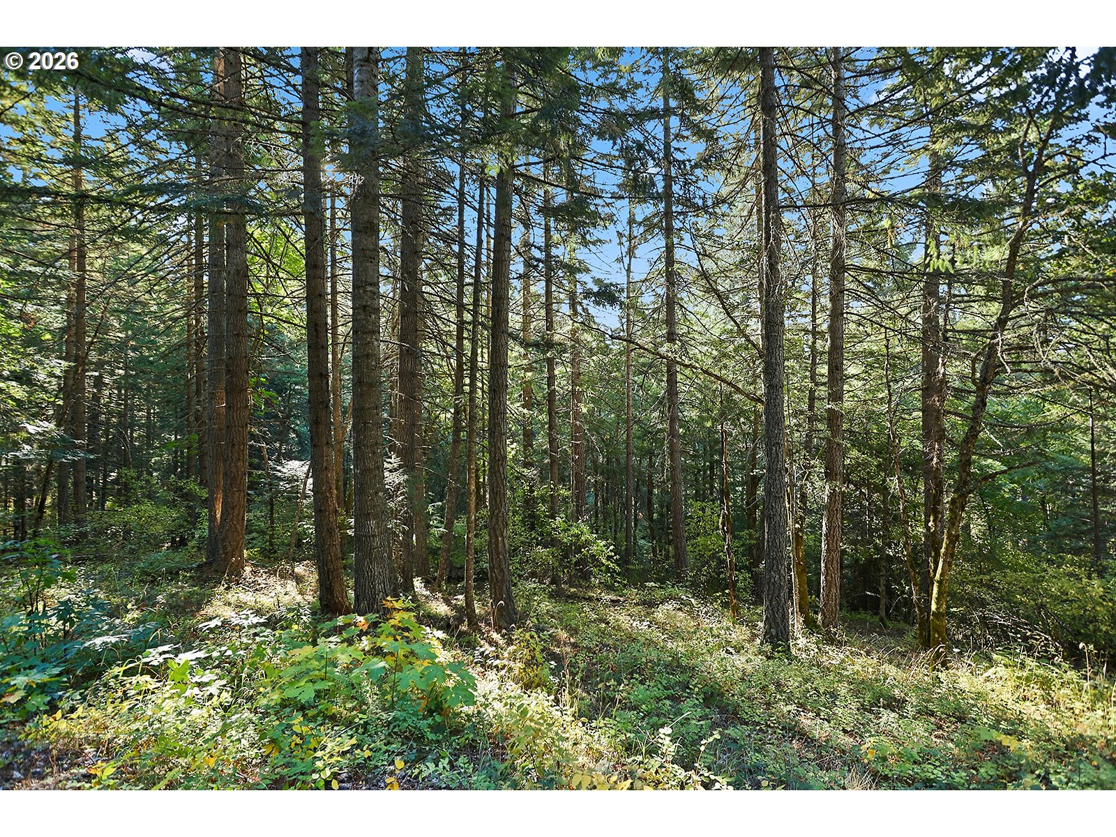 Echo Glen Road White Salmon, WA 98672 - Photo 4 of 8 a view of outdoor space and green space
