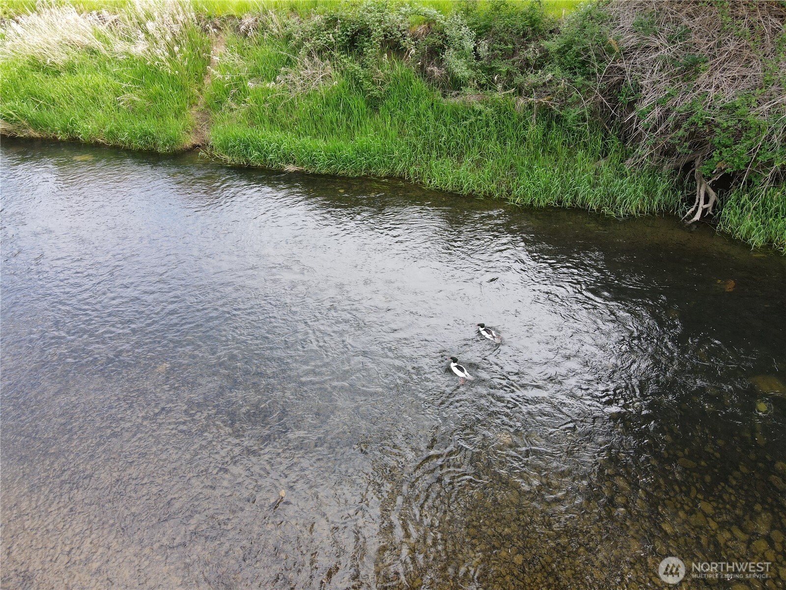 116 Anglers Lane Chehalis, WA 98532 - Photo 17 of 27 a view of a dry yard with lots of green space