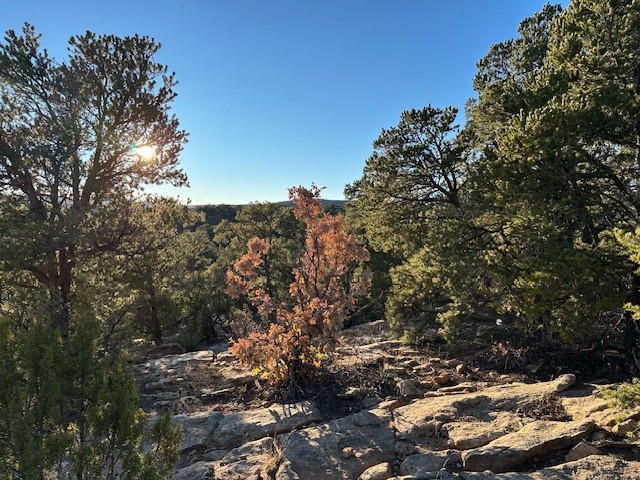 103 Hidden Valley Ranch Road Ilfeld, NM 87538 - Photo 38 of 49 Healthy pinon, juniper and oak trees with dramatic rock outcroppings
