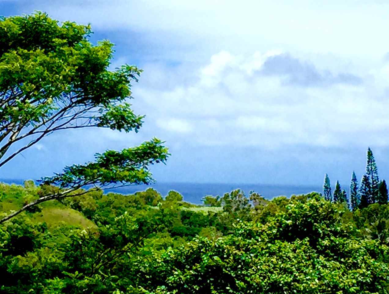 60 Oili Road Haiku, HI 96708 - Photo 6 of 30 view of a garden