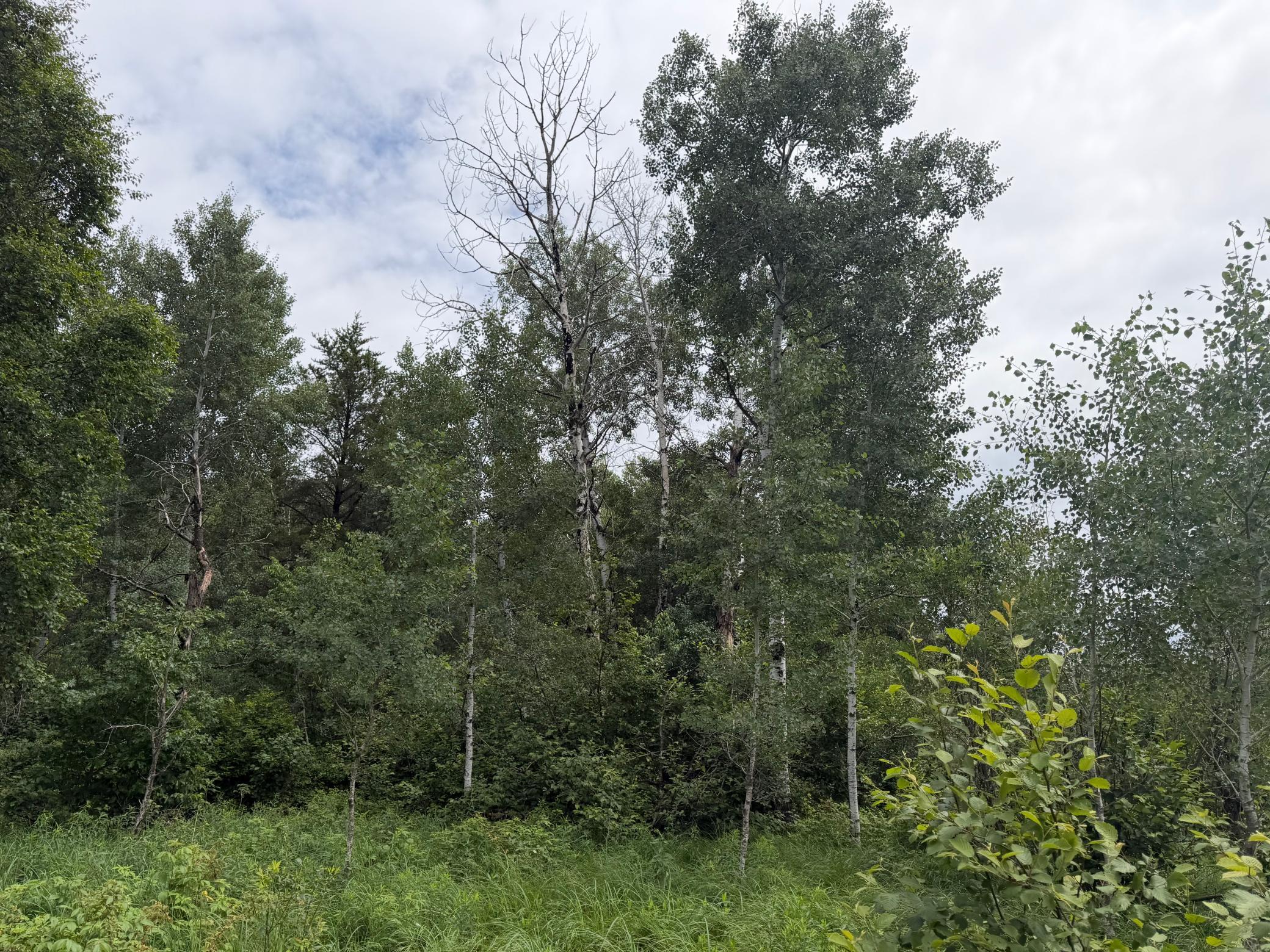 Tbd 350th Street Sebeka, MN 56477 - Photo 37 of 100