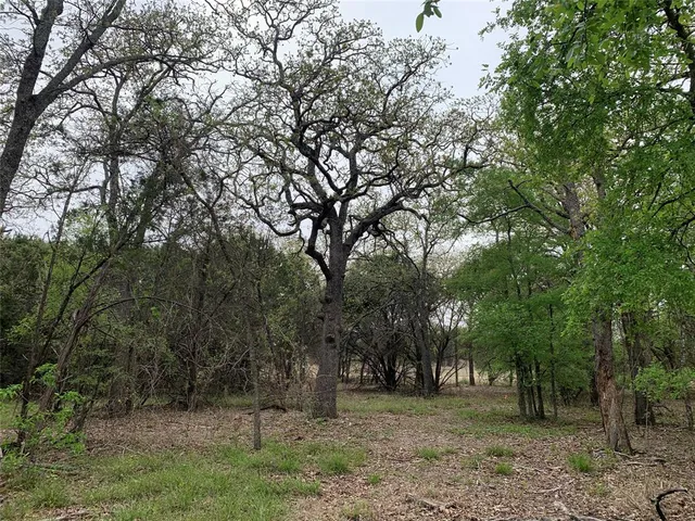 a view of a trees in a yard
