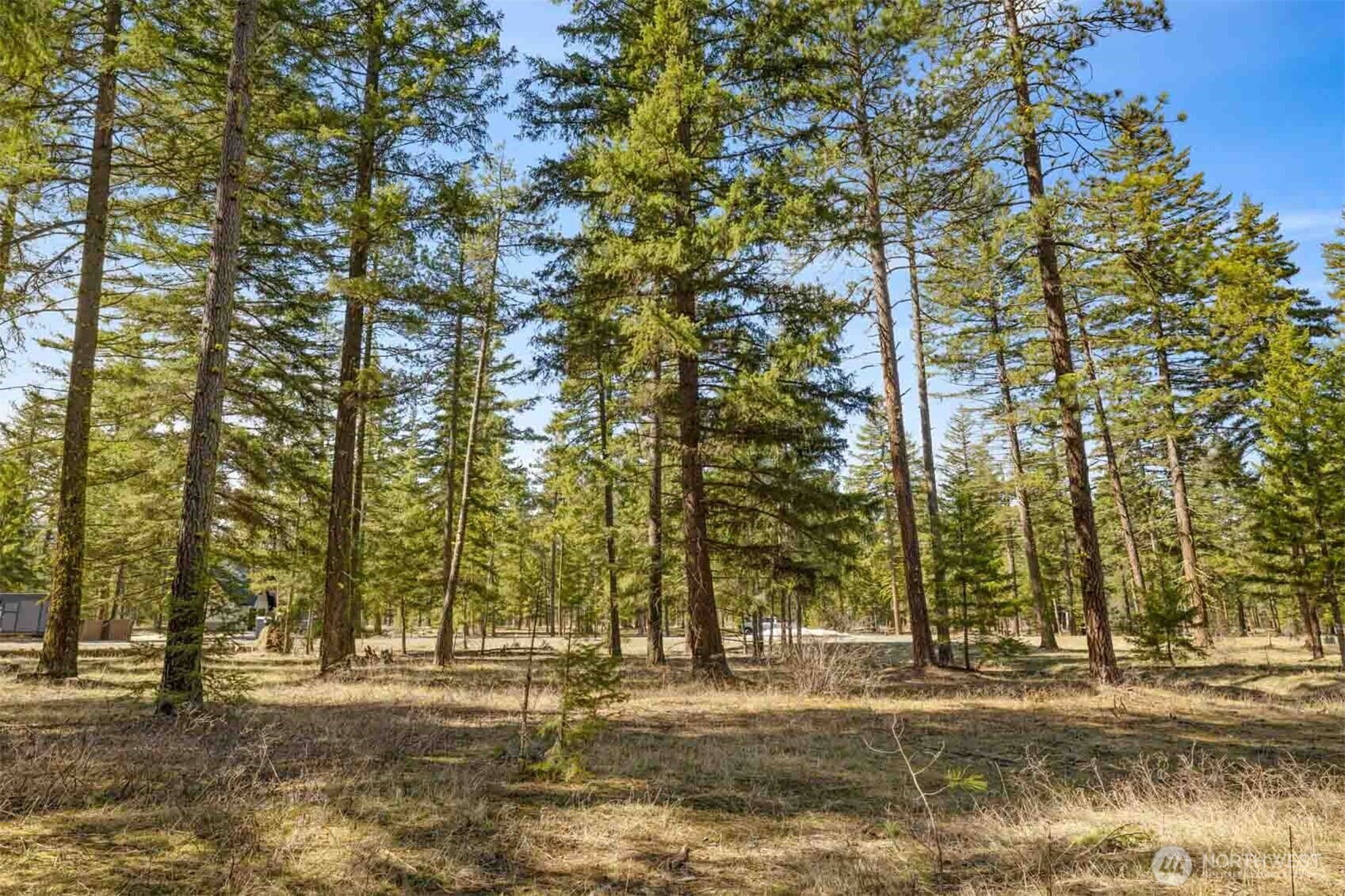 60 Wanawish Loop Ronald, WA 98940 - Photo 1 of 14 a view of a yard with a tree