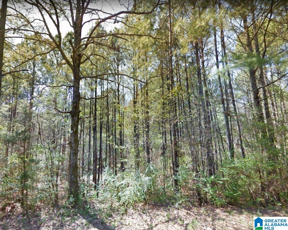Akins Miller Road Jasper, AL 35501 - Photo 3 of 13