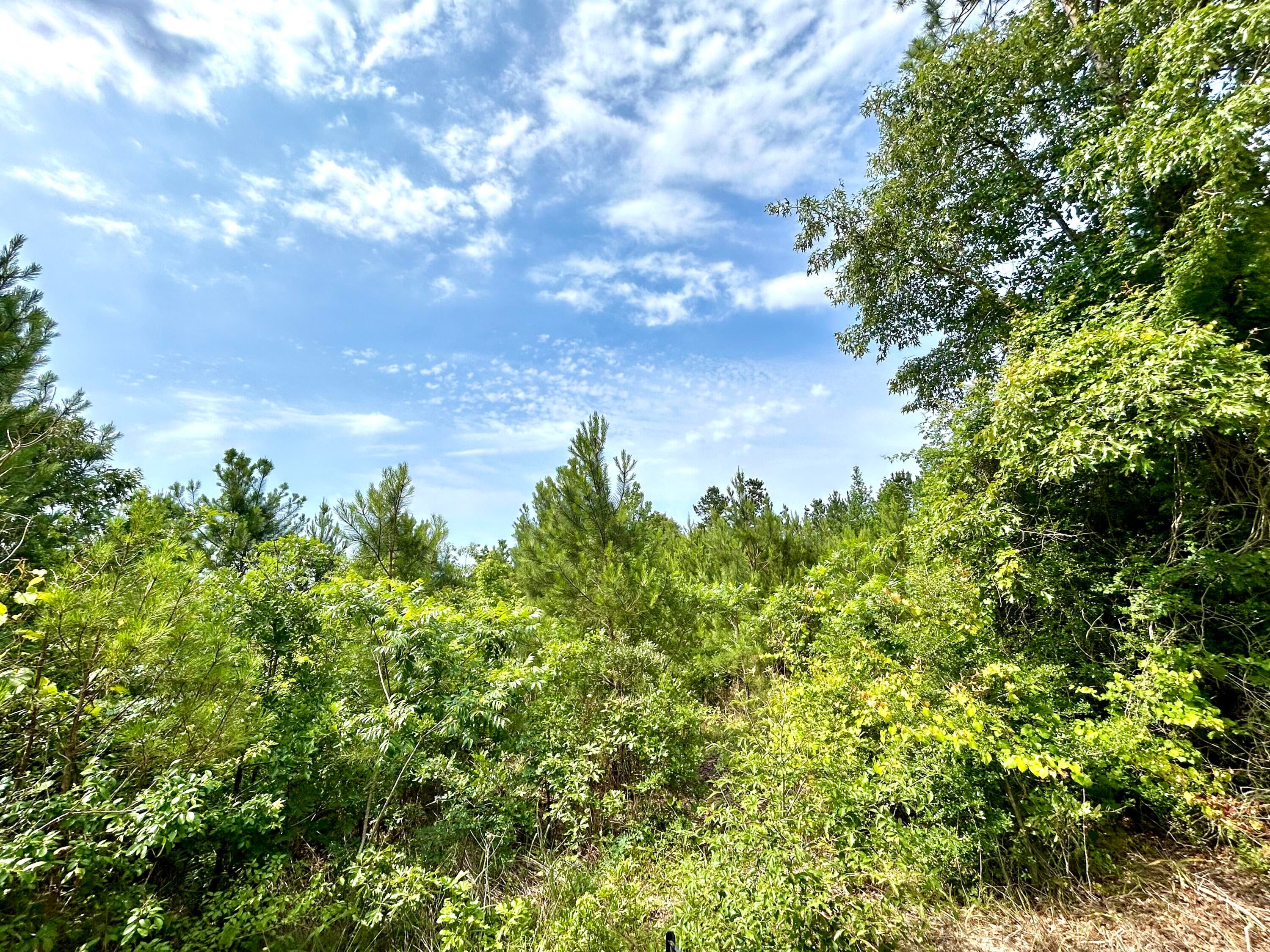 Maricelli Road Merryville, LA 70653 - Photo 1 of 1 Gallery Image 1