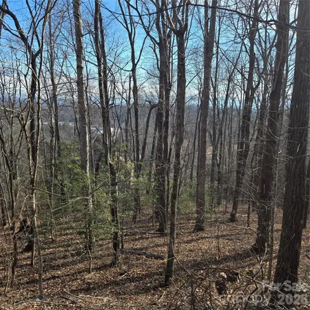 a view of a forest with large trees