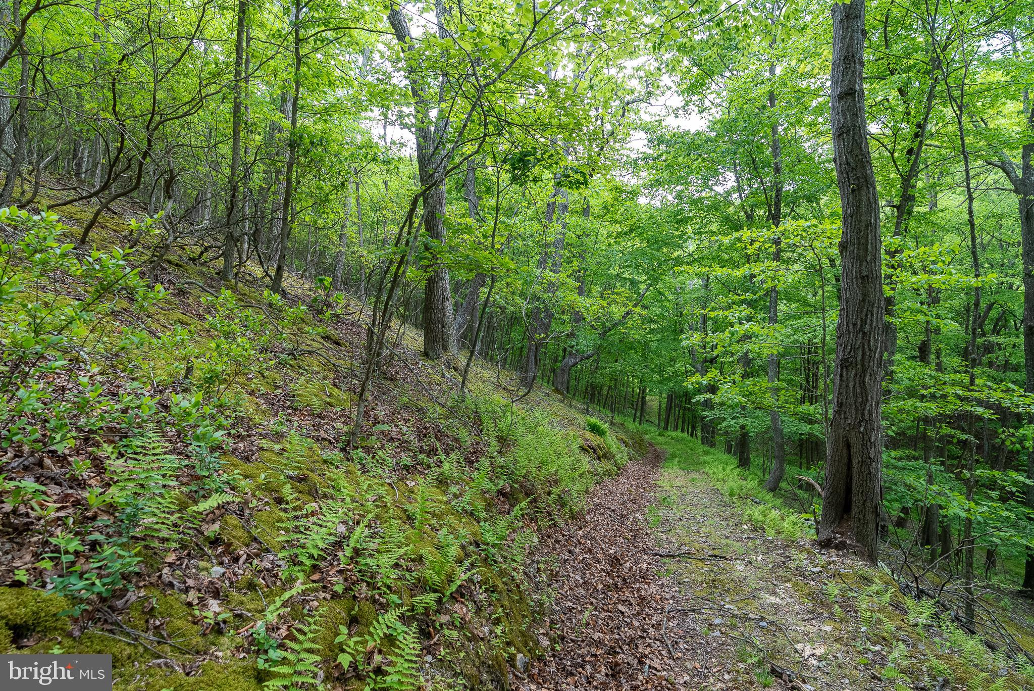 2598 Mountain View Road Purgitsville, WV 26852 - Photo 78 of 89
